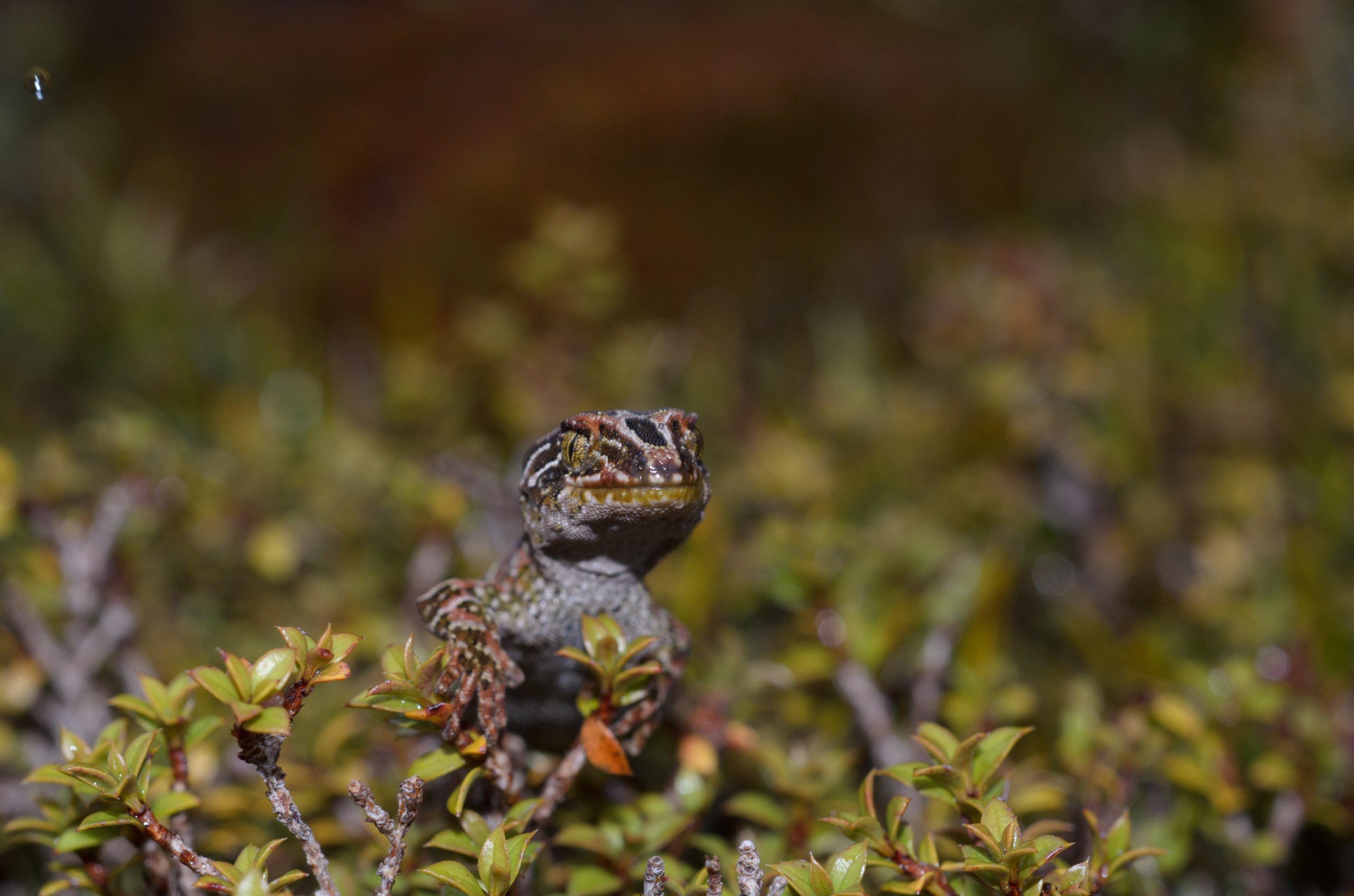 DSC_2953 – Adventure, Crispin, Hoplodactylus, Island, March 2017, National Park, New, New Zealand, Rakiura, South, Stewart, Tukutuku rakiurae, Zealand, amazing, gecko, harlequin gecko, rare, stunning